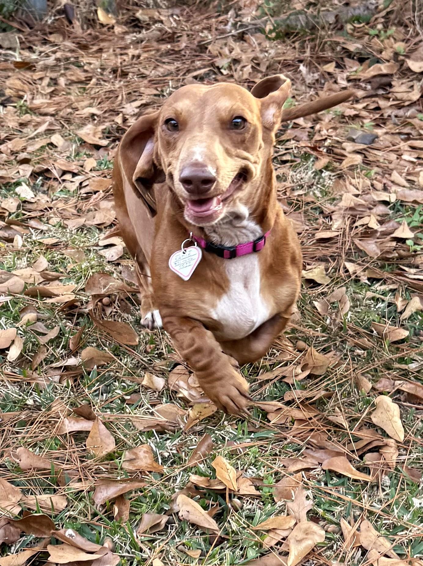 Enlarge Sadie in SC, a ADOPTABLE Dachshund in Georgetown, SC image 1/6