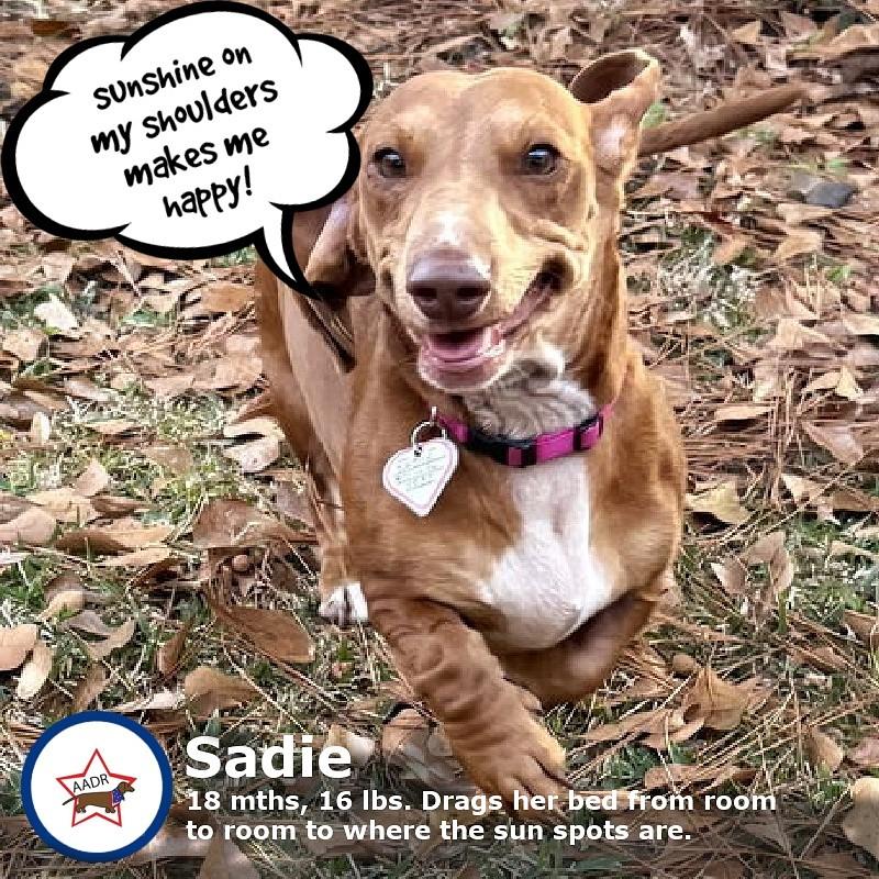 Enlarge Sadie in SC, a ADOPTABLE Dachshund in Georgetown, SC image 3/6
