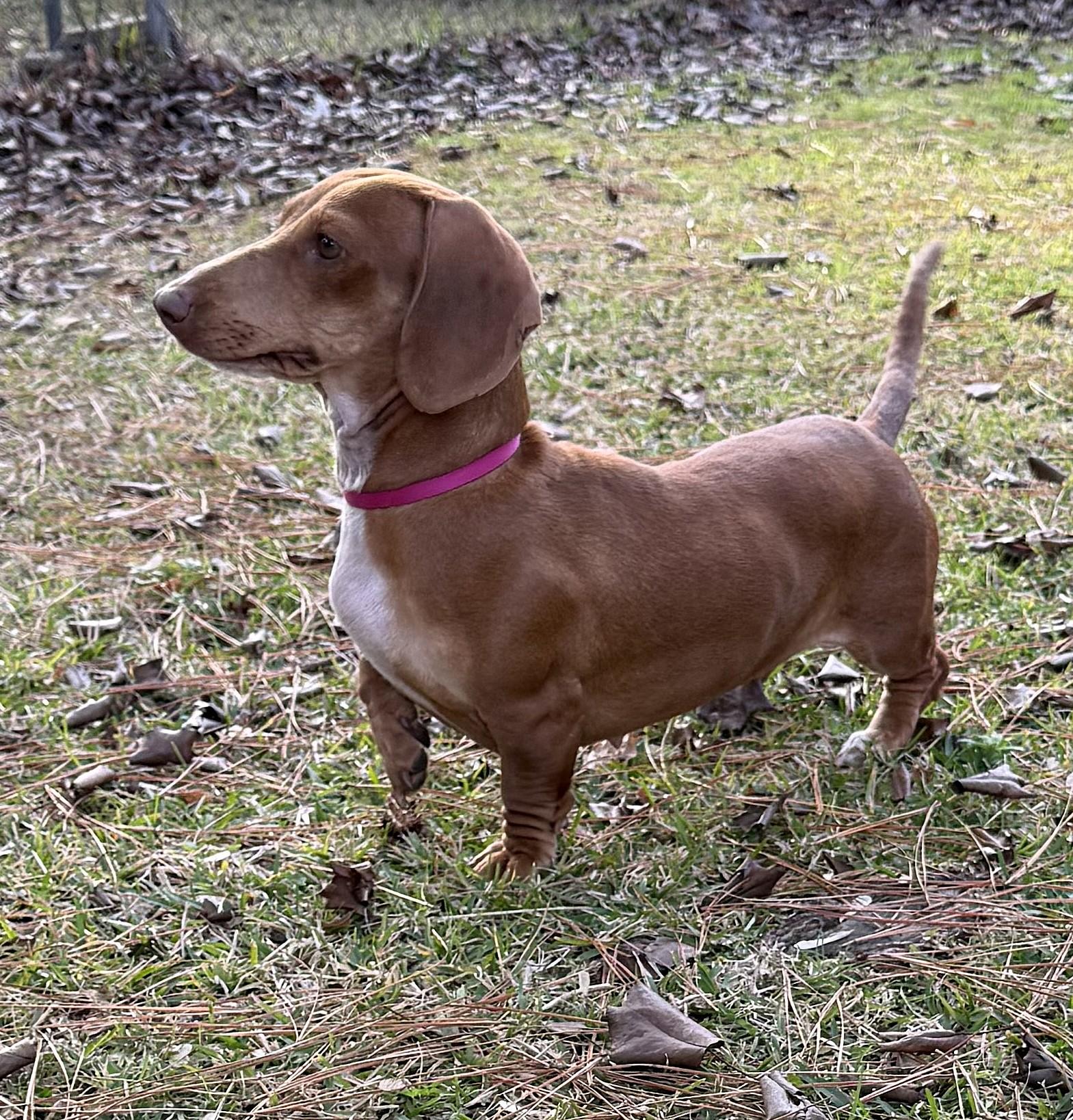 Enlarge Sadie in SC, a ADOPTABLE Dachshund in Georgetown, SC image 4/6