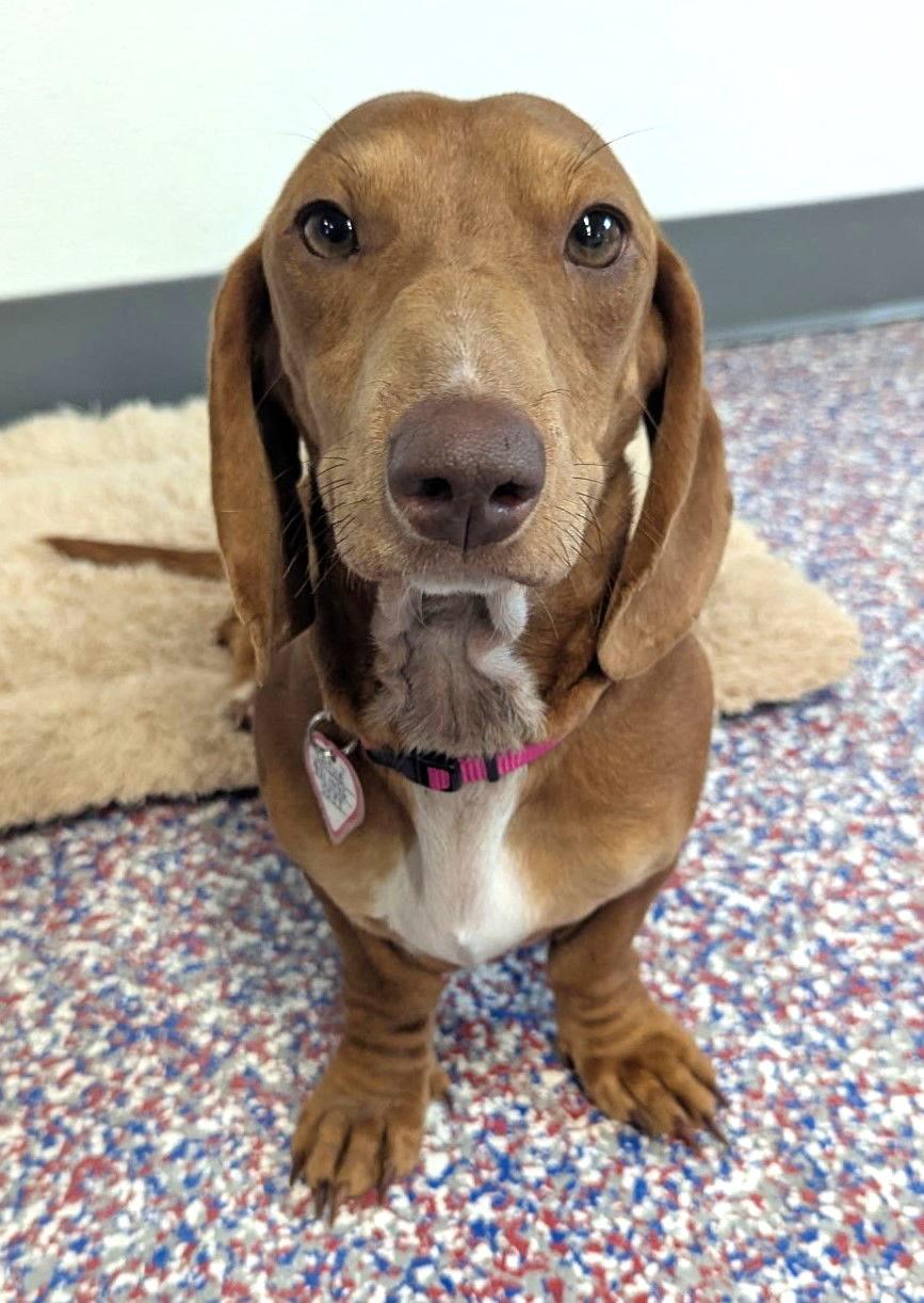 Sadie in SC, an adopted Dachshund in Georgetown, SC image 1/6