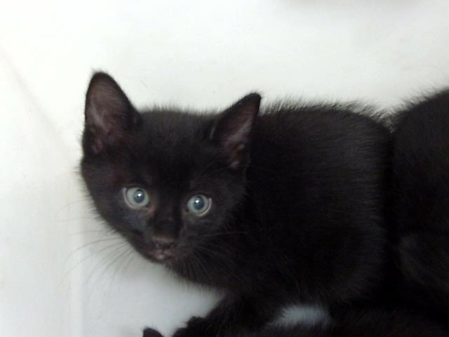 JASPER, Adoptable, Young Male Domestic Short Hair.