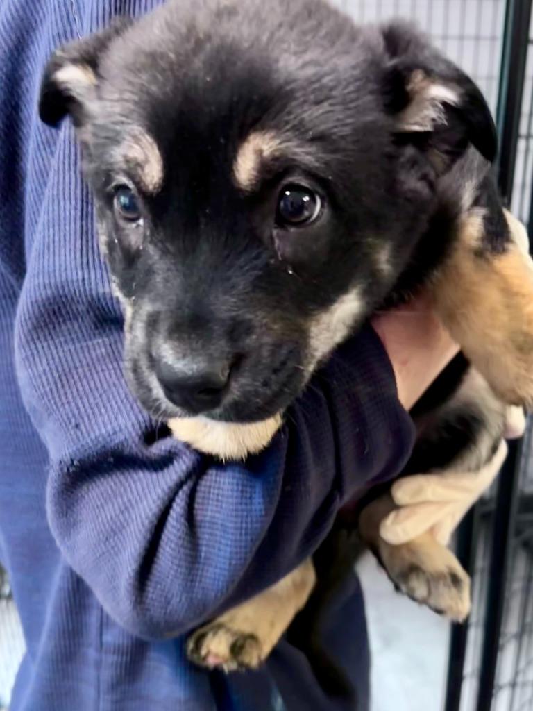 Indie, Adoptable, Puppy Female Shepherd & Australian Cattle Dog / Blue Heeler.