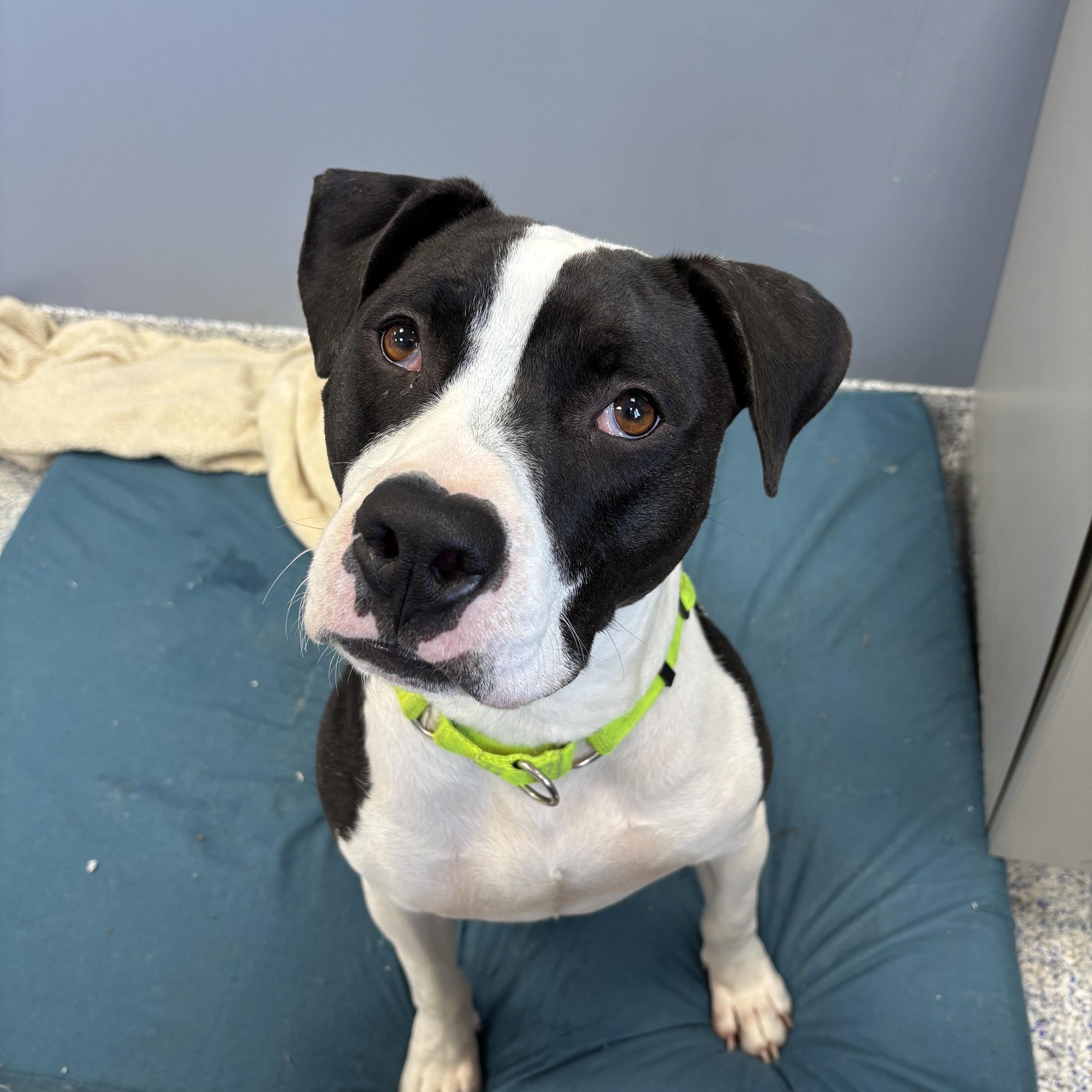 Zeb, a Adoptable mixed breed in Kannapolis, NC image 1/6