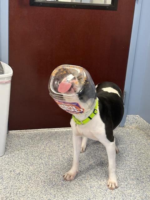 Zeb, a Adoptable mixed breed in Kannapolis, NC image 2/6