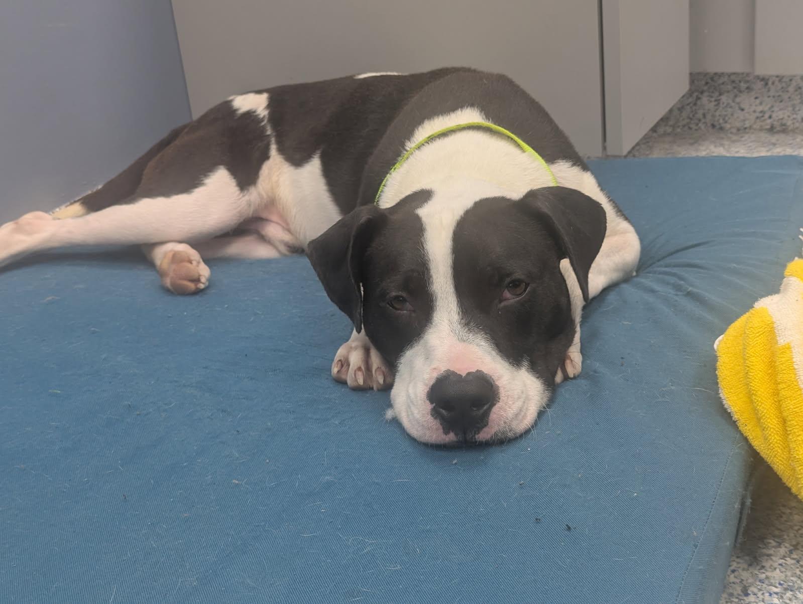 Enlarge Zeb, a Adoptable mixed breed in Kannapolis, NC image 2/2