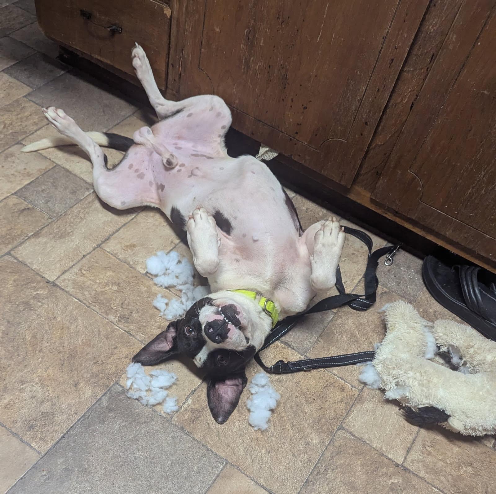 Zeb, Adoptable, Young Male American Staffordshire Terrier.