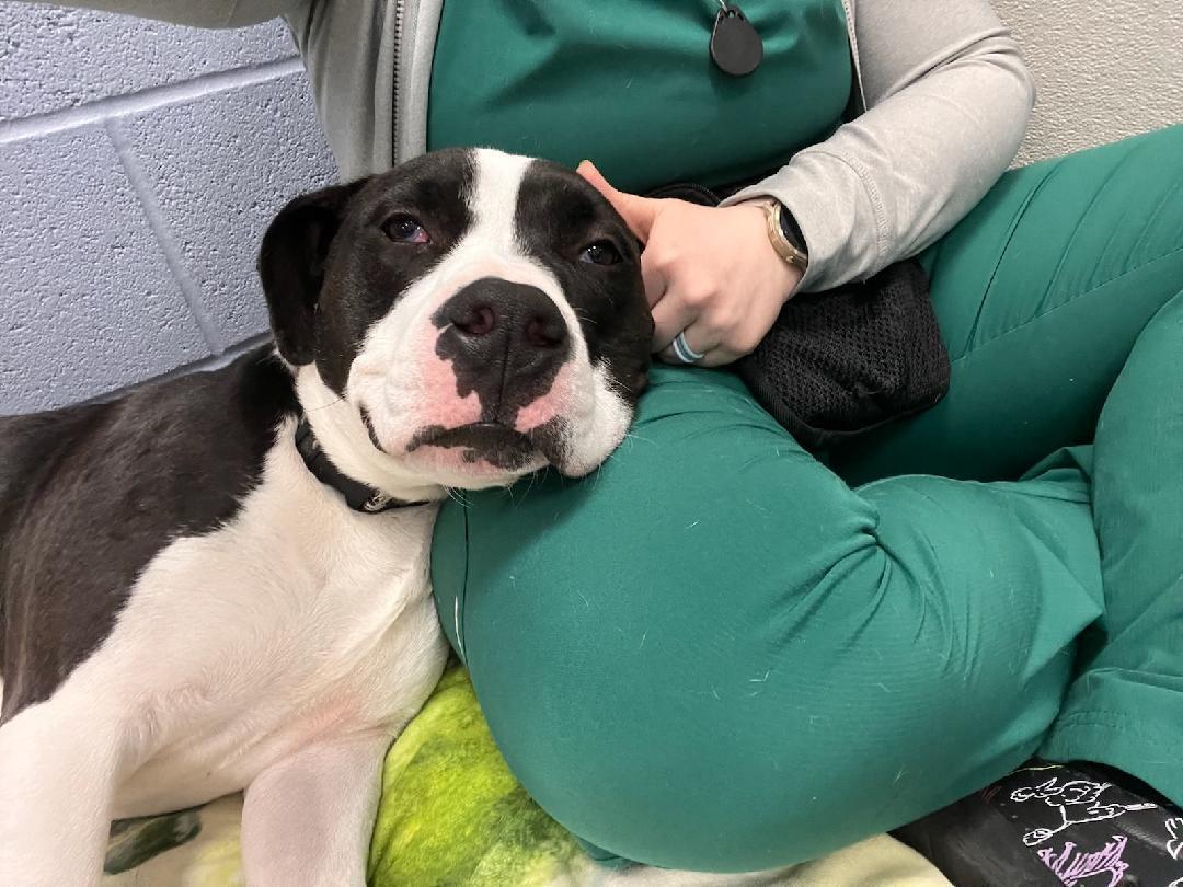 Zeb, a Adoptable mixed breed in Kannapolis, NC image 6/6