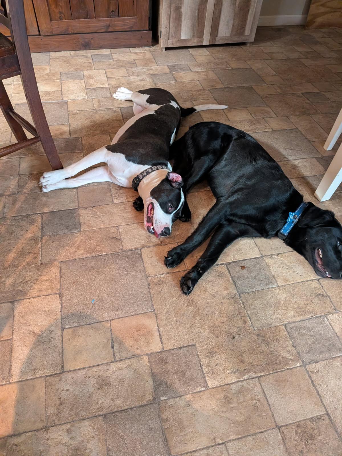 Zeb, a Adoptable mixed breed in Kannapolis, NC image 5/6