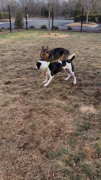 Enlarge Zeb, a Adoptable mixed breed in Kannapolis, NC video 3/6