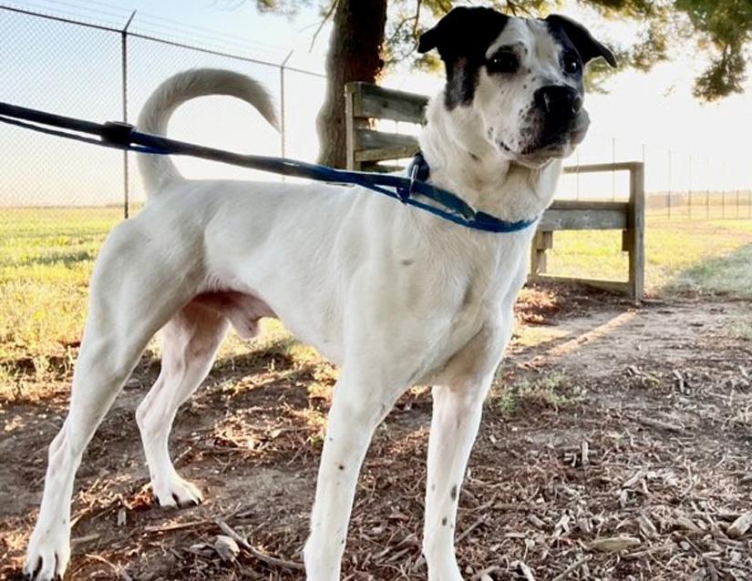 Domino, a Adoptable mixed breed in Columbus, IN image 1/2