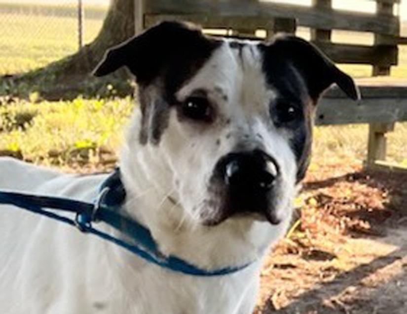 Domino, a Adoptable mixed breed in Columbus, IN image 2/2