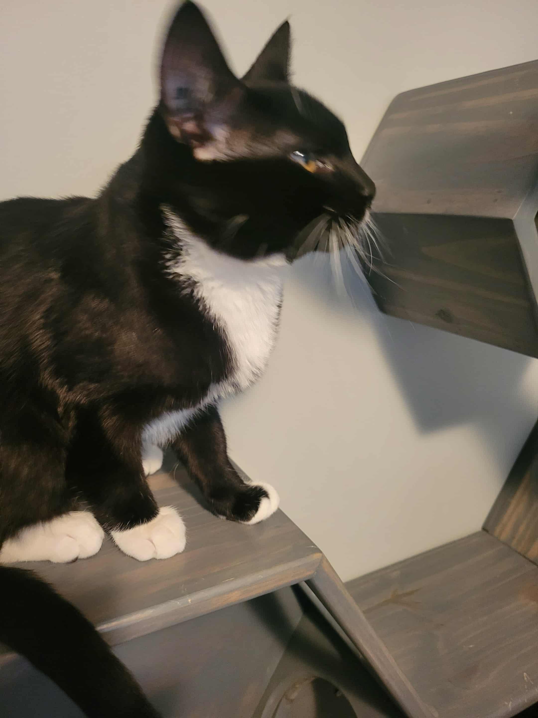 Spike, Adopted, Kitten Male Domestic Short Hair.