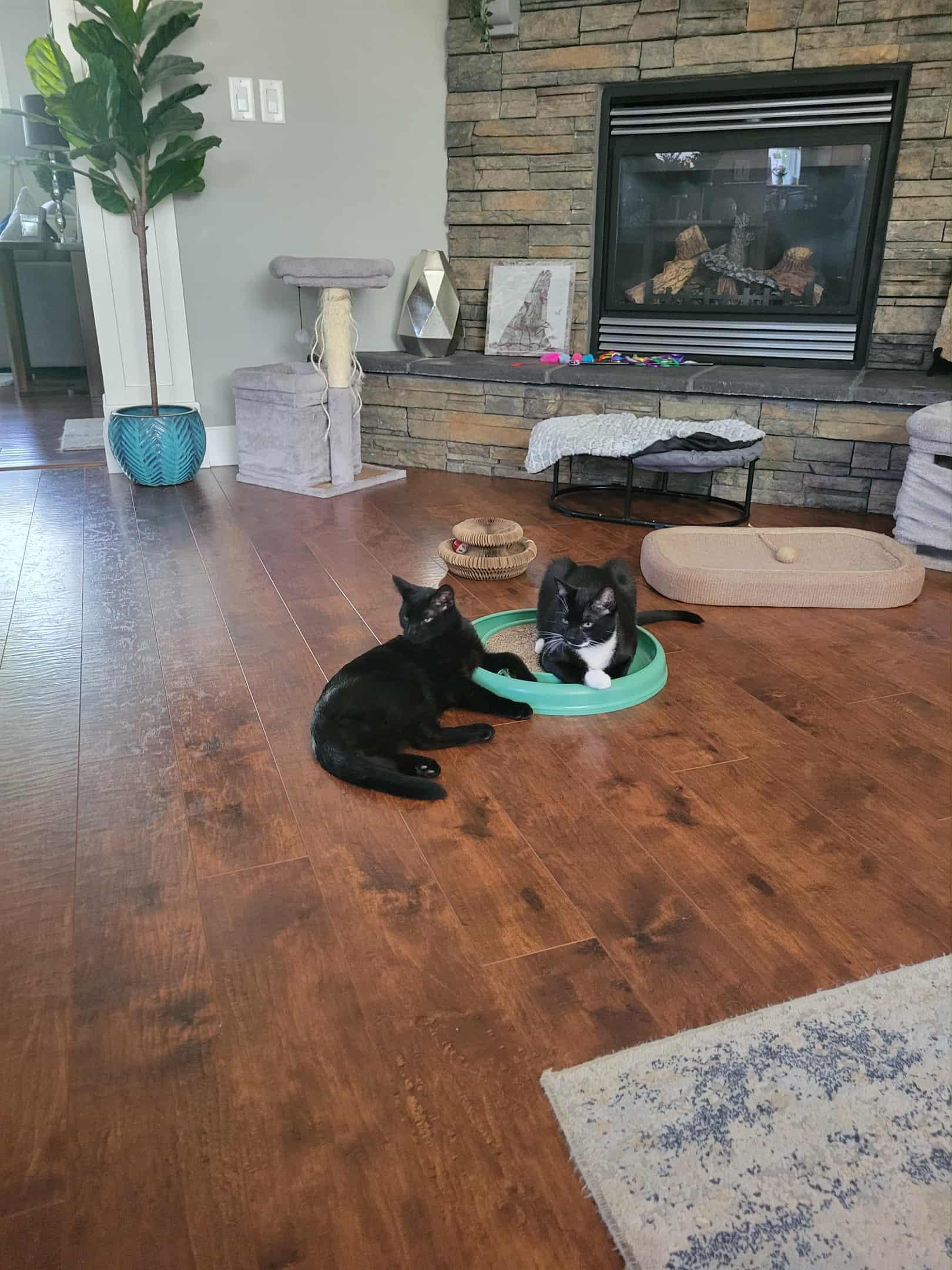 Enlarge Spike, a Adopted Domestic Short Hair in Abbotsford, BC image 2/3