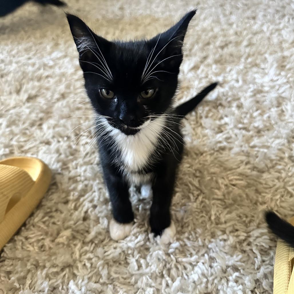 Enlarge Spike, a Adopted Domestic Short Hair in Abbotsford, BC image 3/3