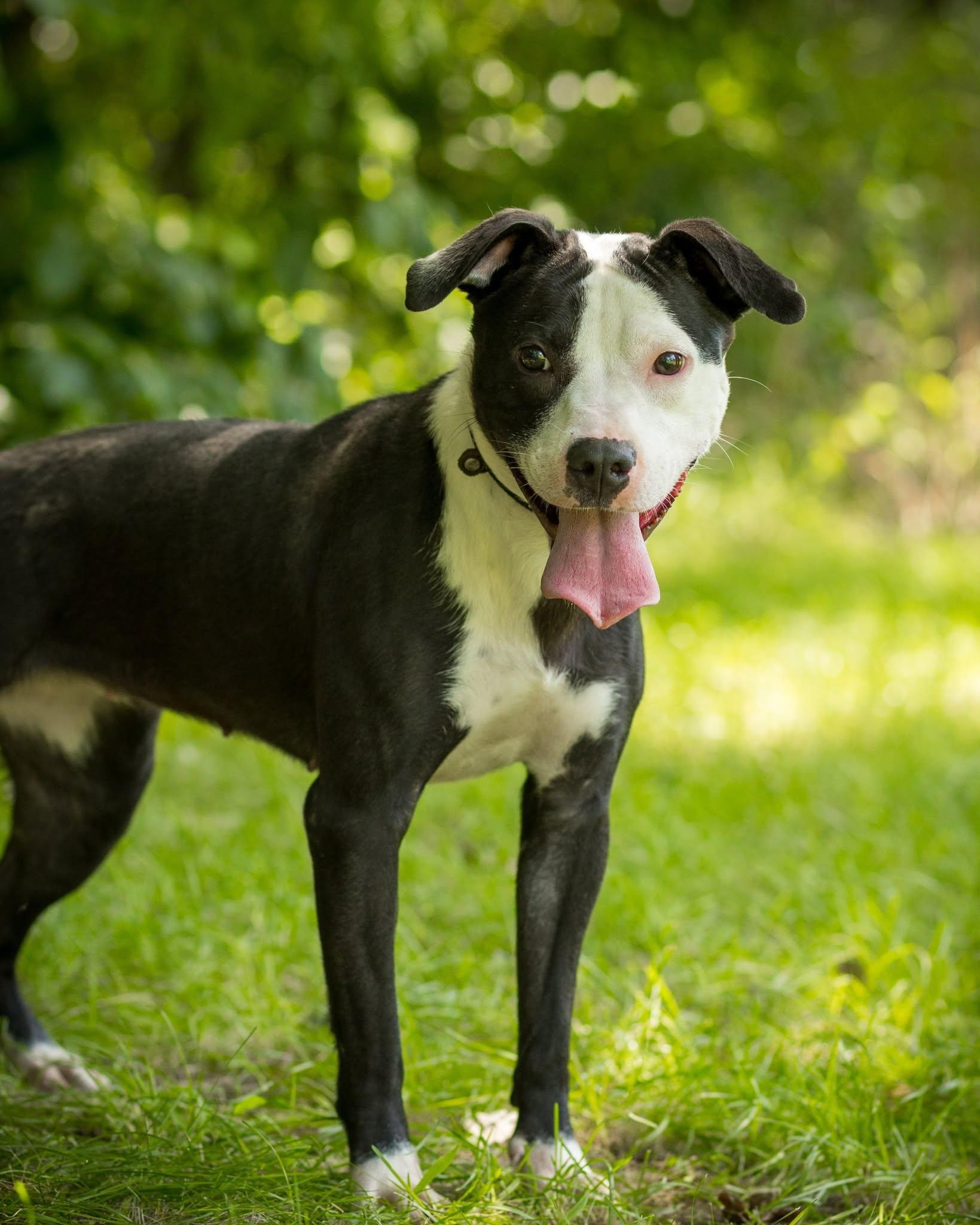 Enlarge HAZE (0026), a ADOPTABLE mixed breed in Bridgeport, CT image 1/1