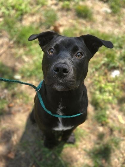 Enlarge Zoolander, a Adoptable mixed breed in Westland, MI image 1/3