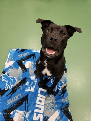 Enlarge Zoolander, a Adoptable mixed breed in Westland, MI image 2/3