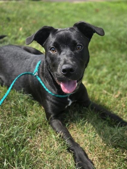 Enlarge Zoolander, a Adoptable mixed breed in Westland, MI image 3/3
