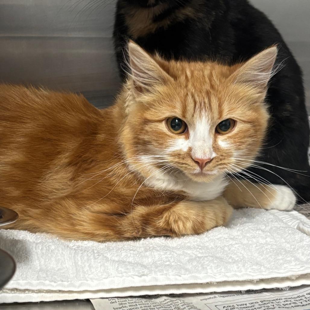 Butterfinger, Adoptable, Kitten Male Domestic Medium Hair.