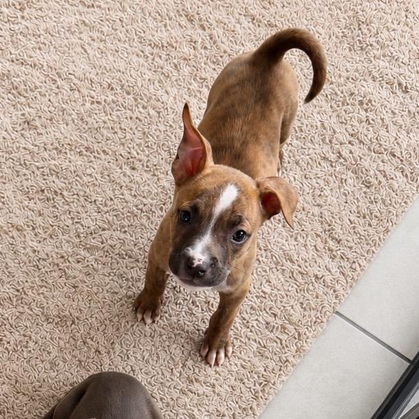 Cherry, a Adoptable mixed breed in Northville, MI image 1/3