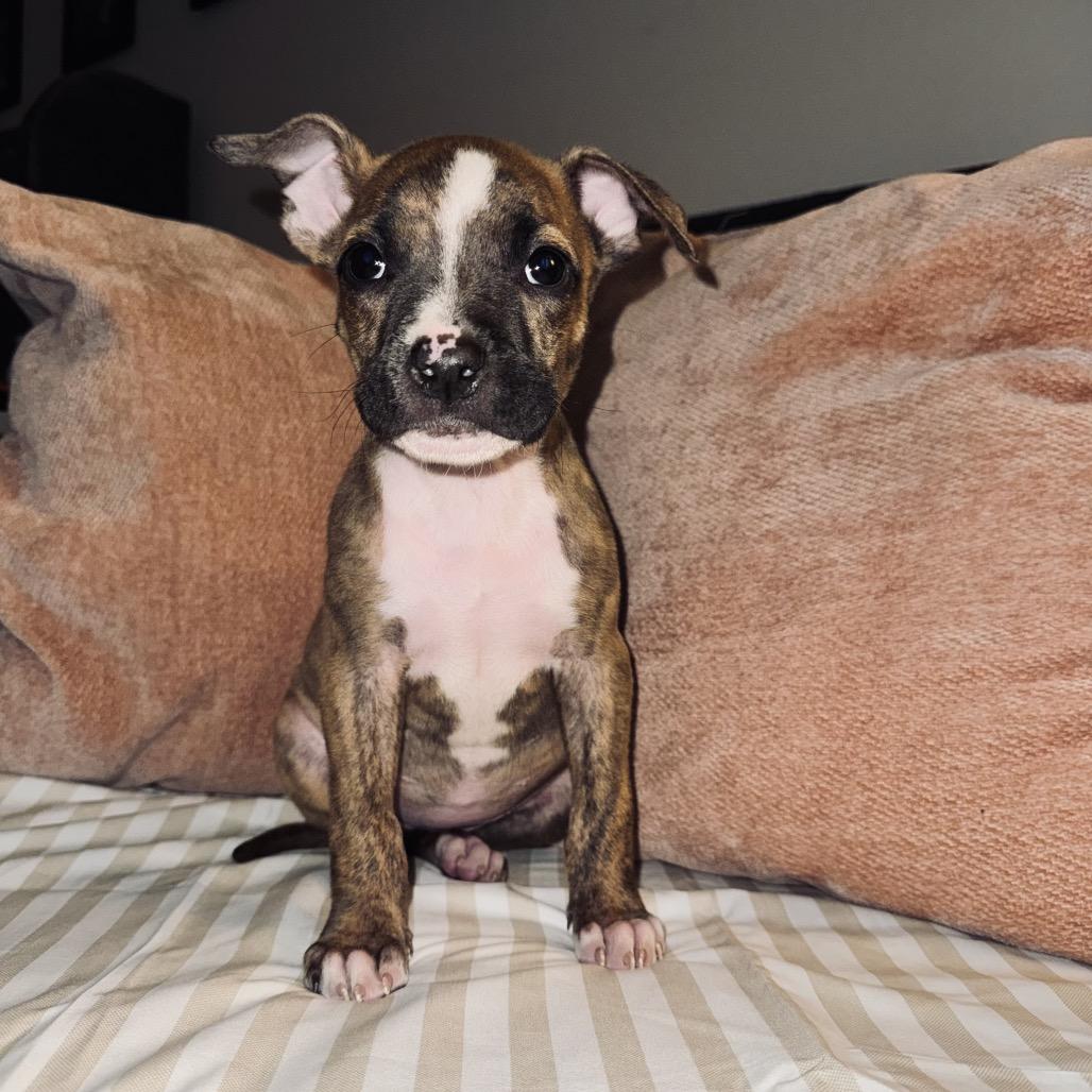 Cherry, a Adoptable mixed breed in Northville, MI image 2/3