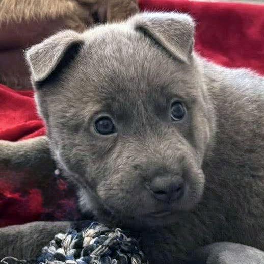 Clay (AO36041), adopted, Puppy Male Labrador Retriever.