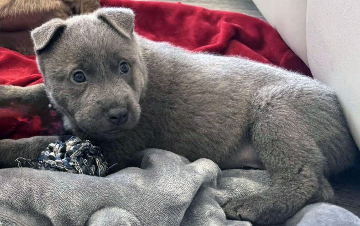 Clay (AO36041), an adopted mixed breed in Kansas City, KS image 2/2