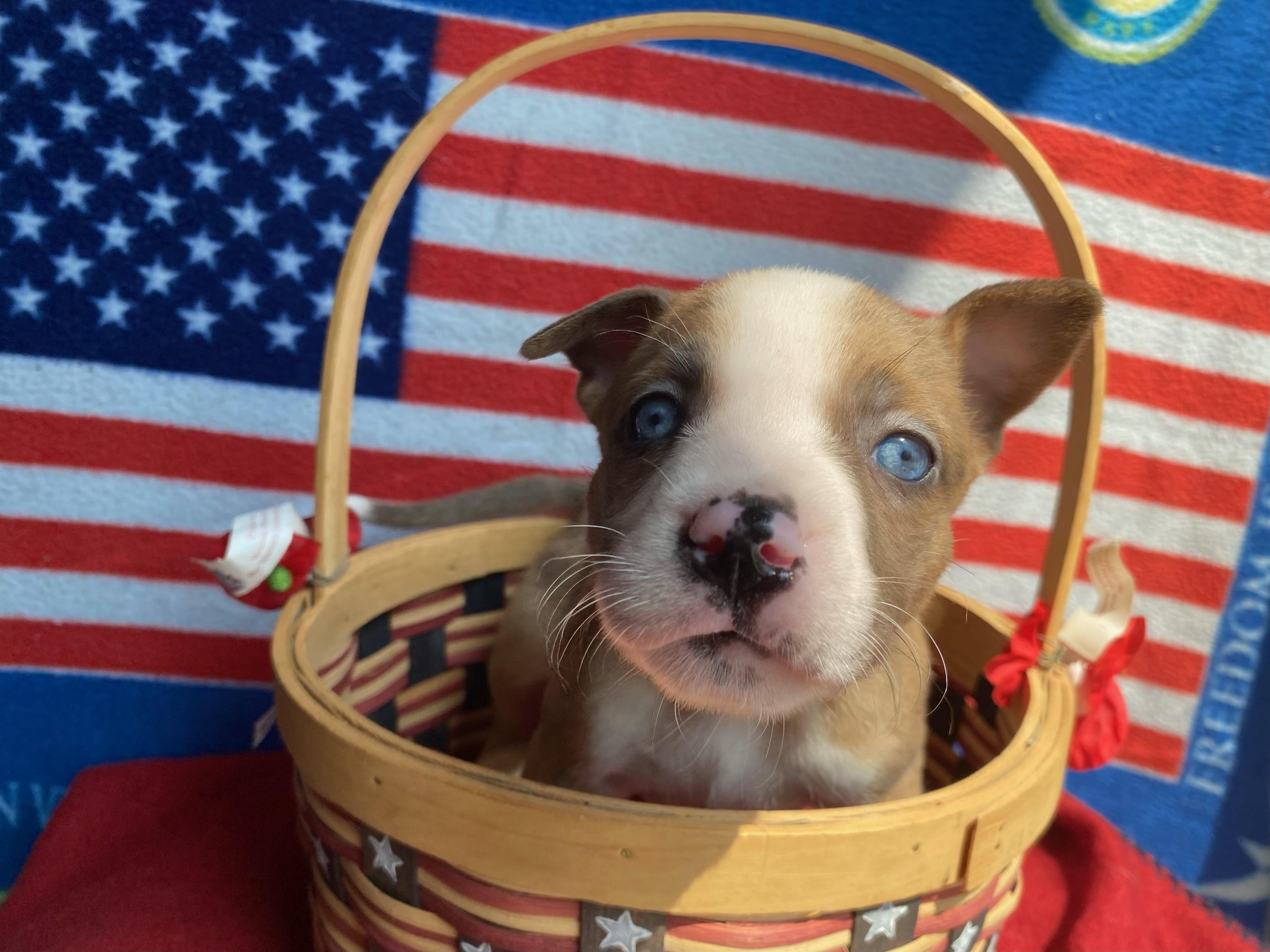 Loretta, Baby Female Australian Shepherd