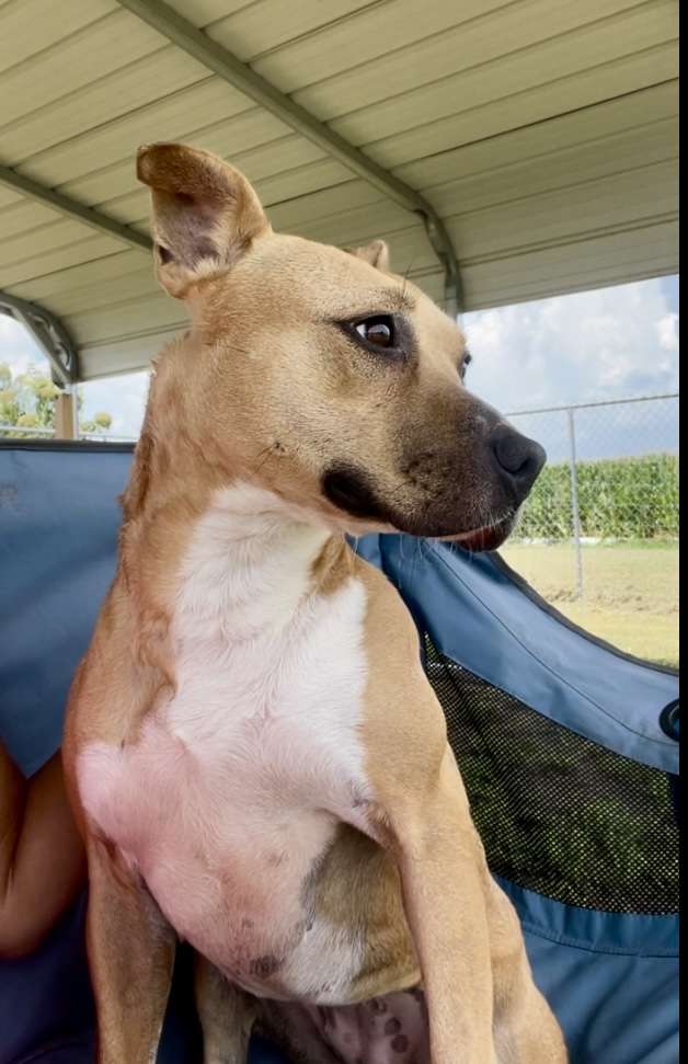 Promise — thumbnail 4