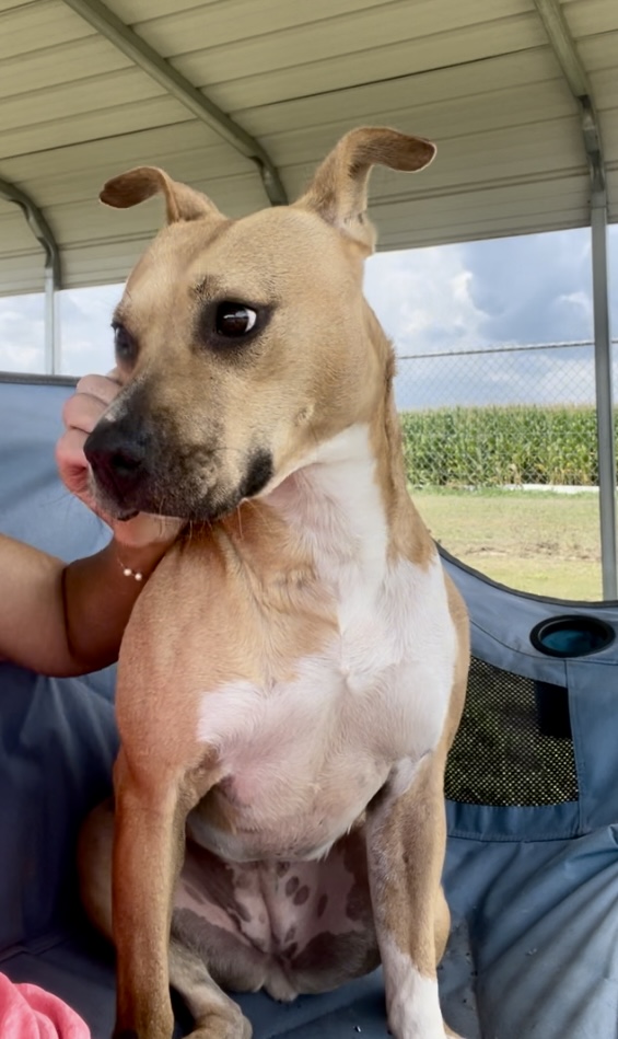 Promise — thumbnail 5