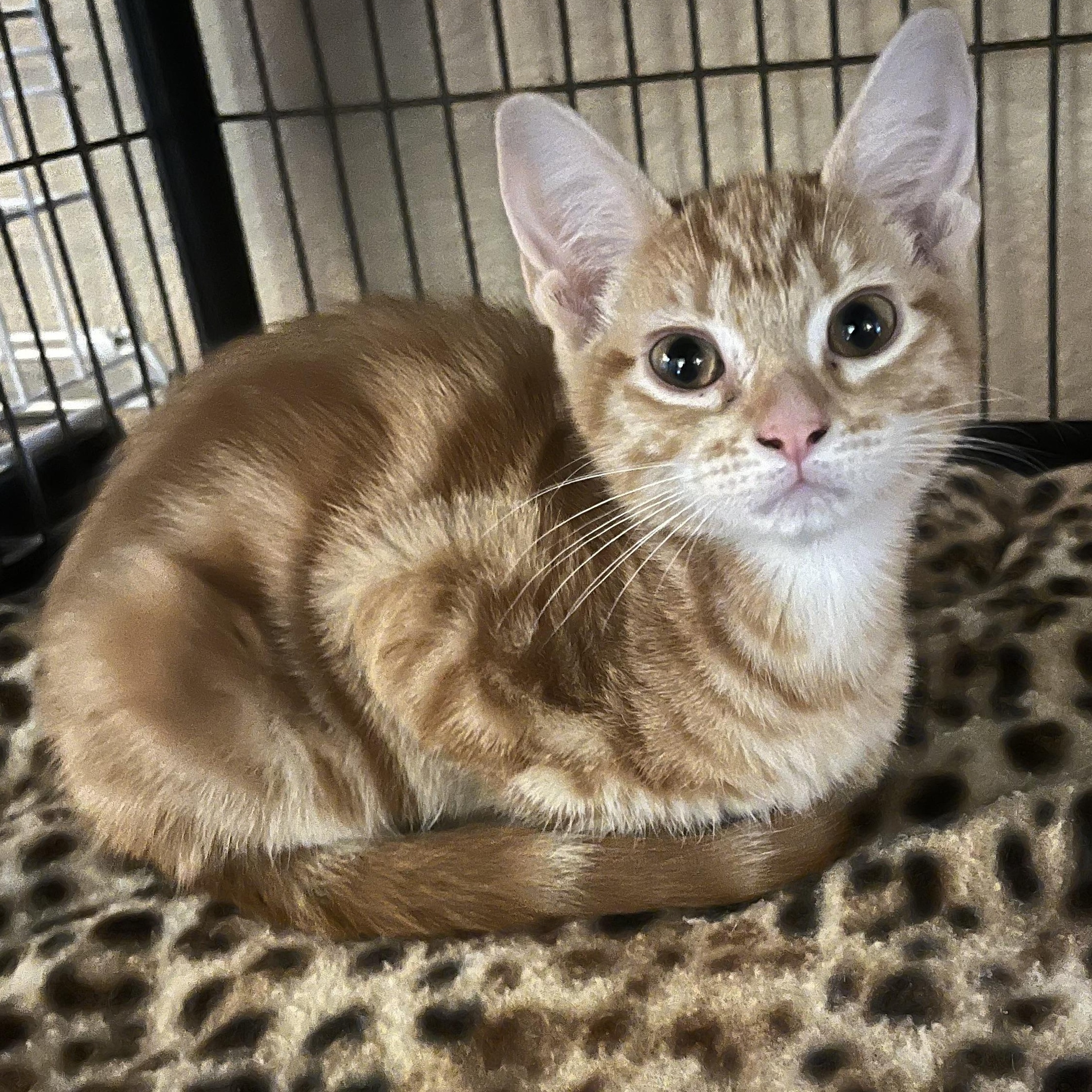 Ziva N., ADOPTABLE, Young Female Tabby.