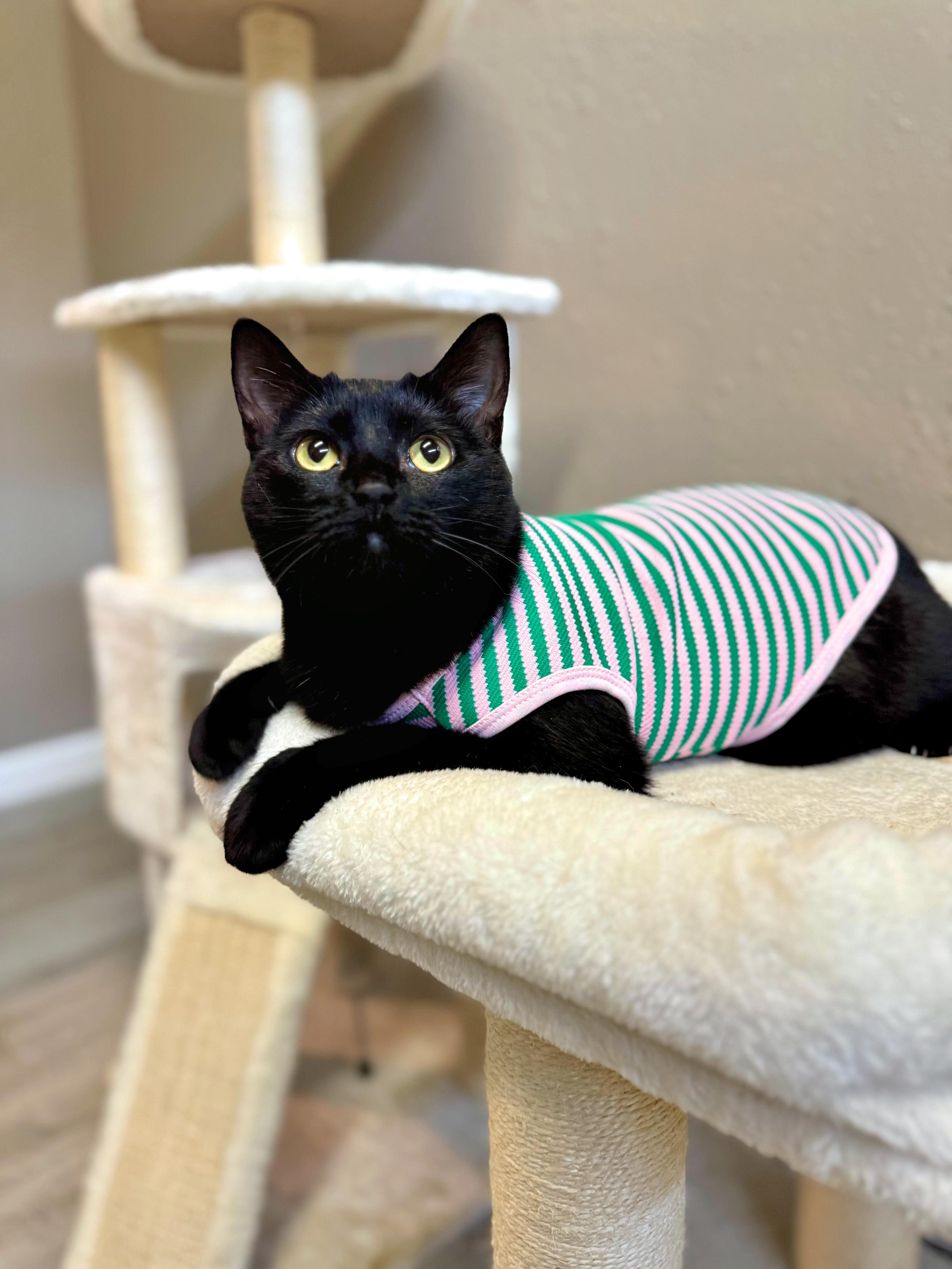 Iris, a Adoptable Bombay in Andover, CT image 1/5