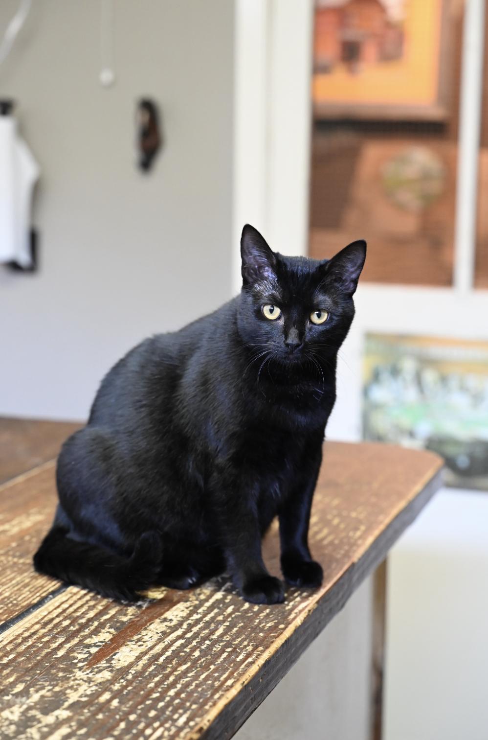 Iris, a Adoptable Bombay in Andover, CT image 3/5