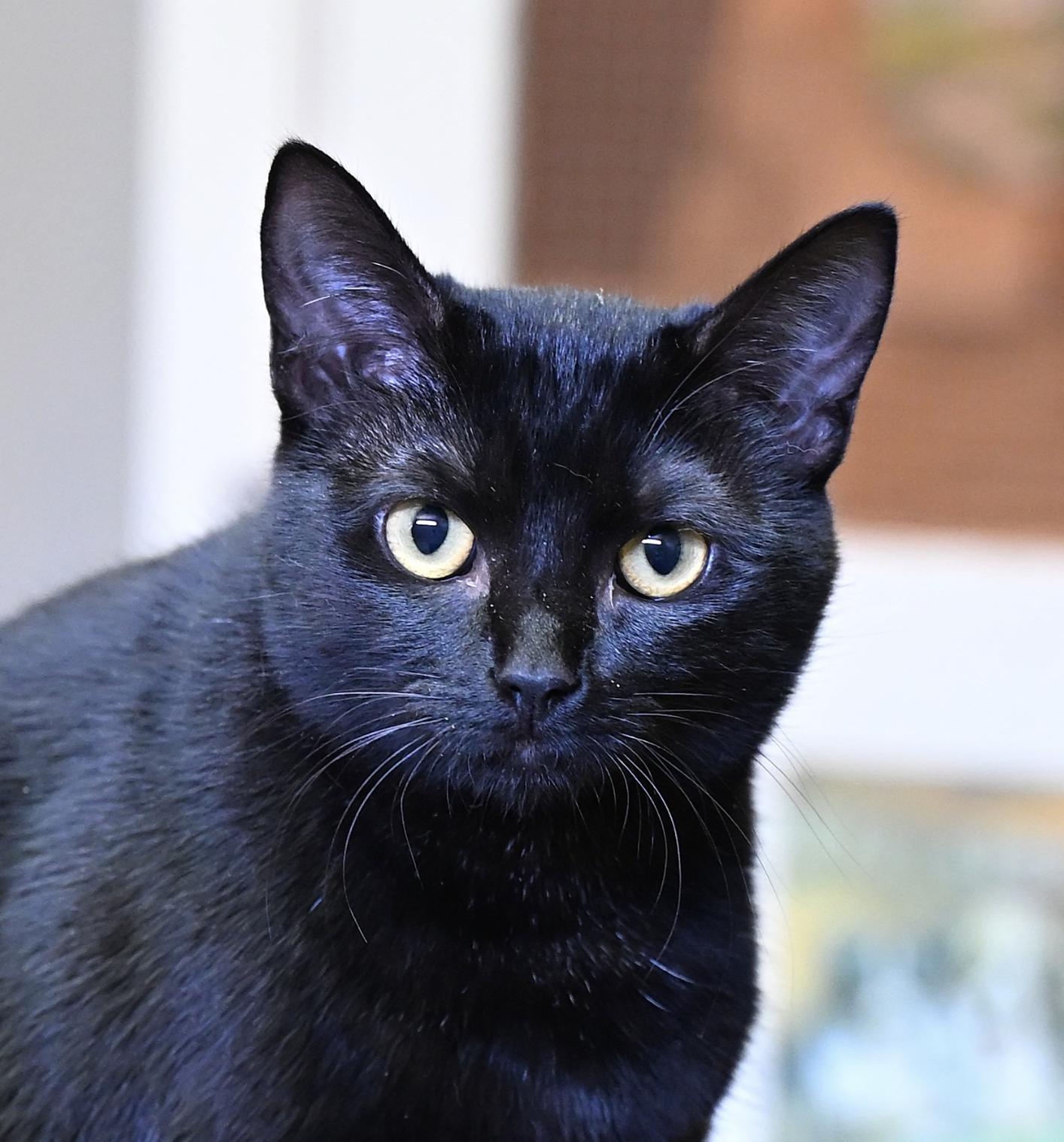 Iris, a Adoptable Bombay in Andover, CT image 2/5