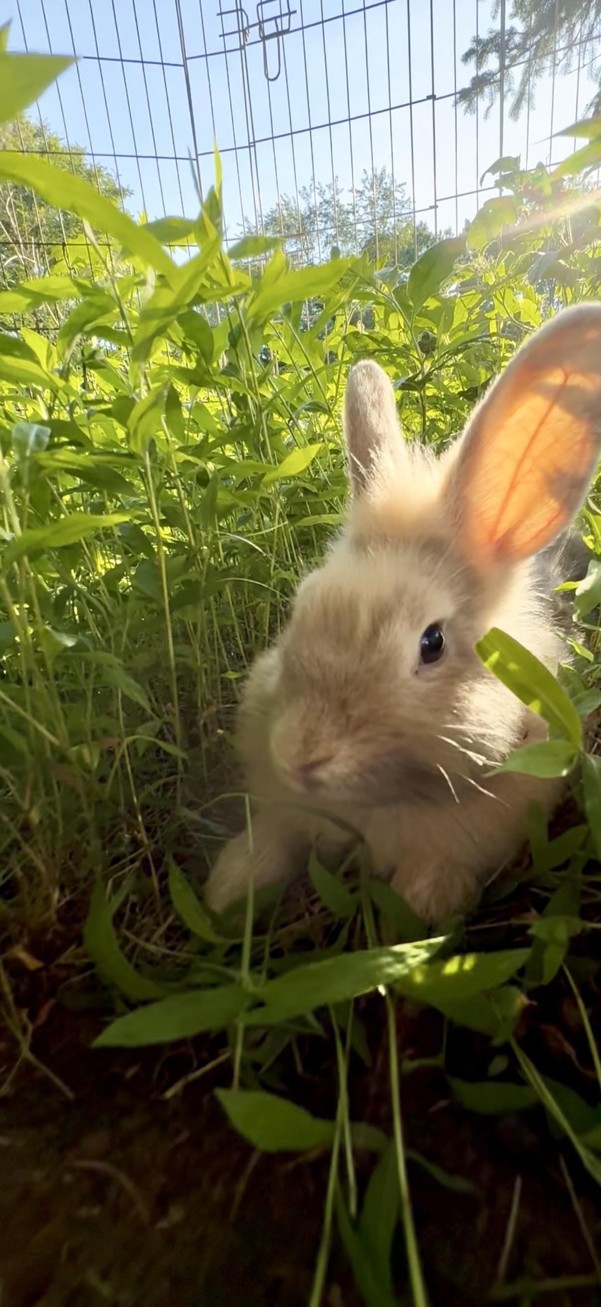Peanut, an adoptable Lionhead in Salisbury Mills, NY image 2/4