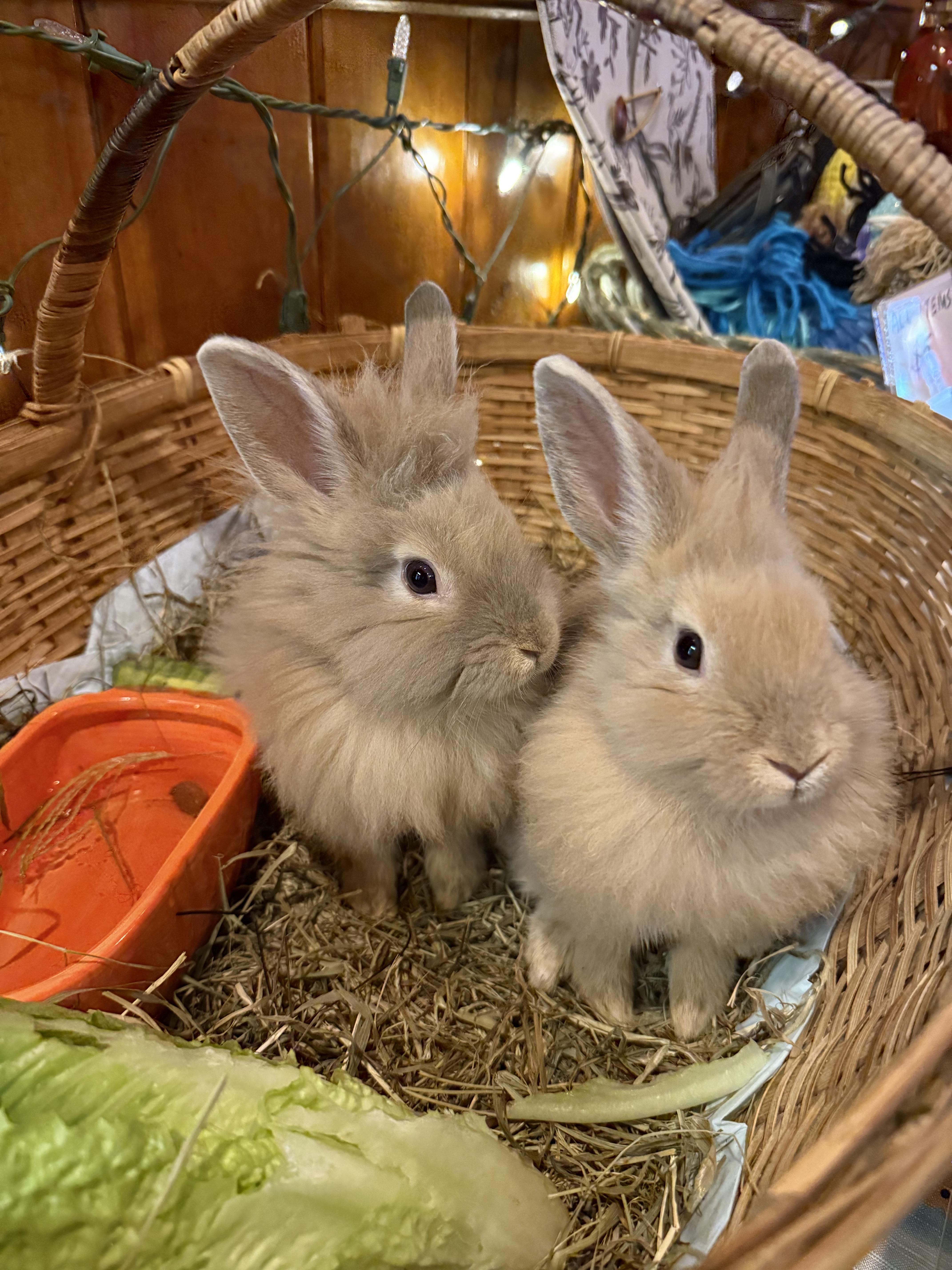 Peanut, an adoptable Lionhead in Salisbury Mills, NY image 1/4
