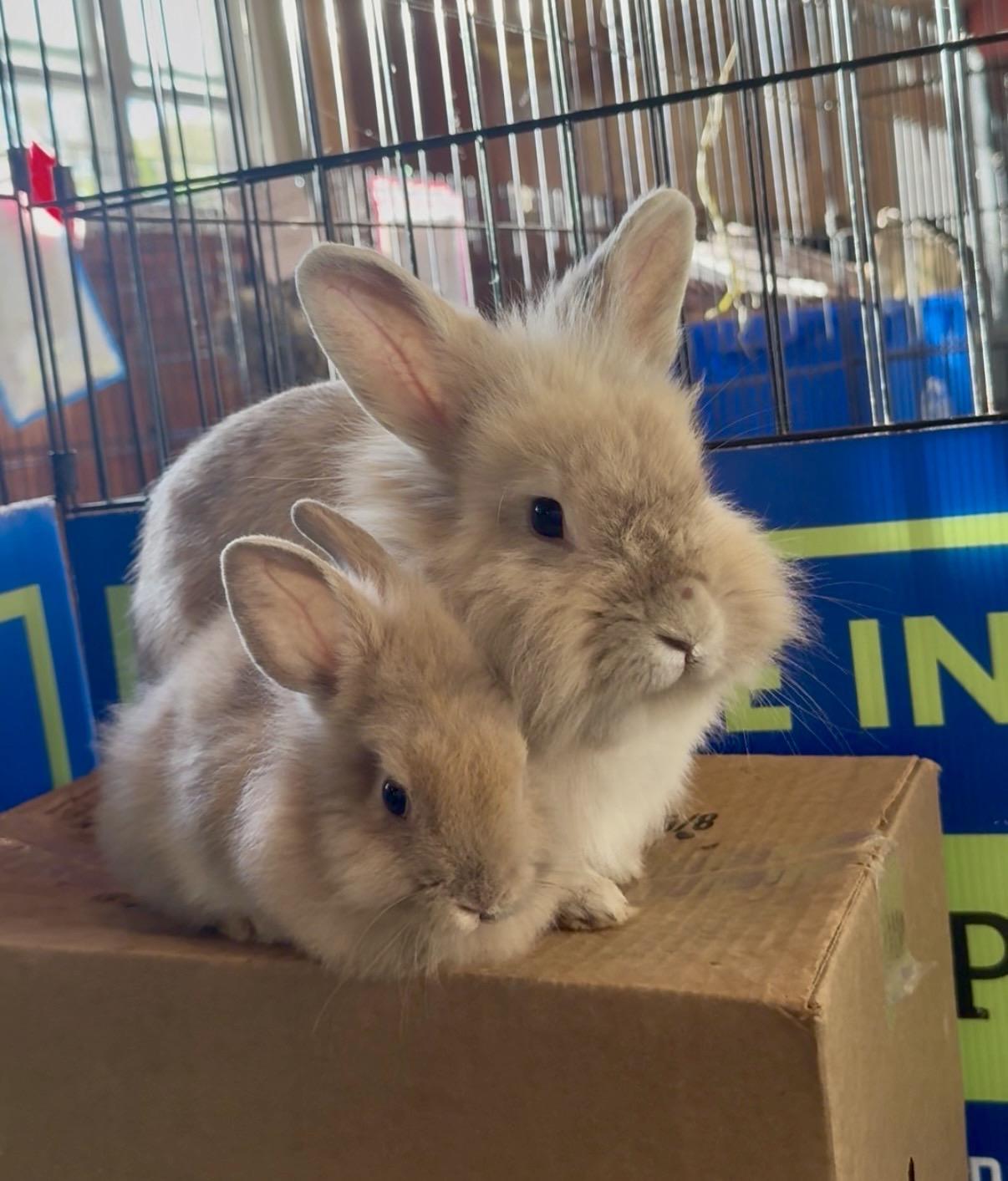 Peanut, an adoptable Lionhead in Salisbury Mills, NY image 4/4