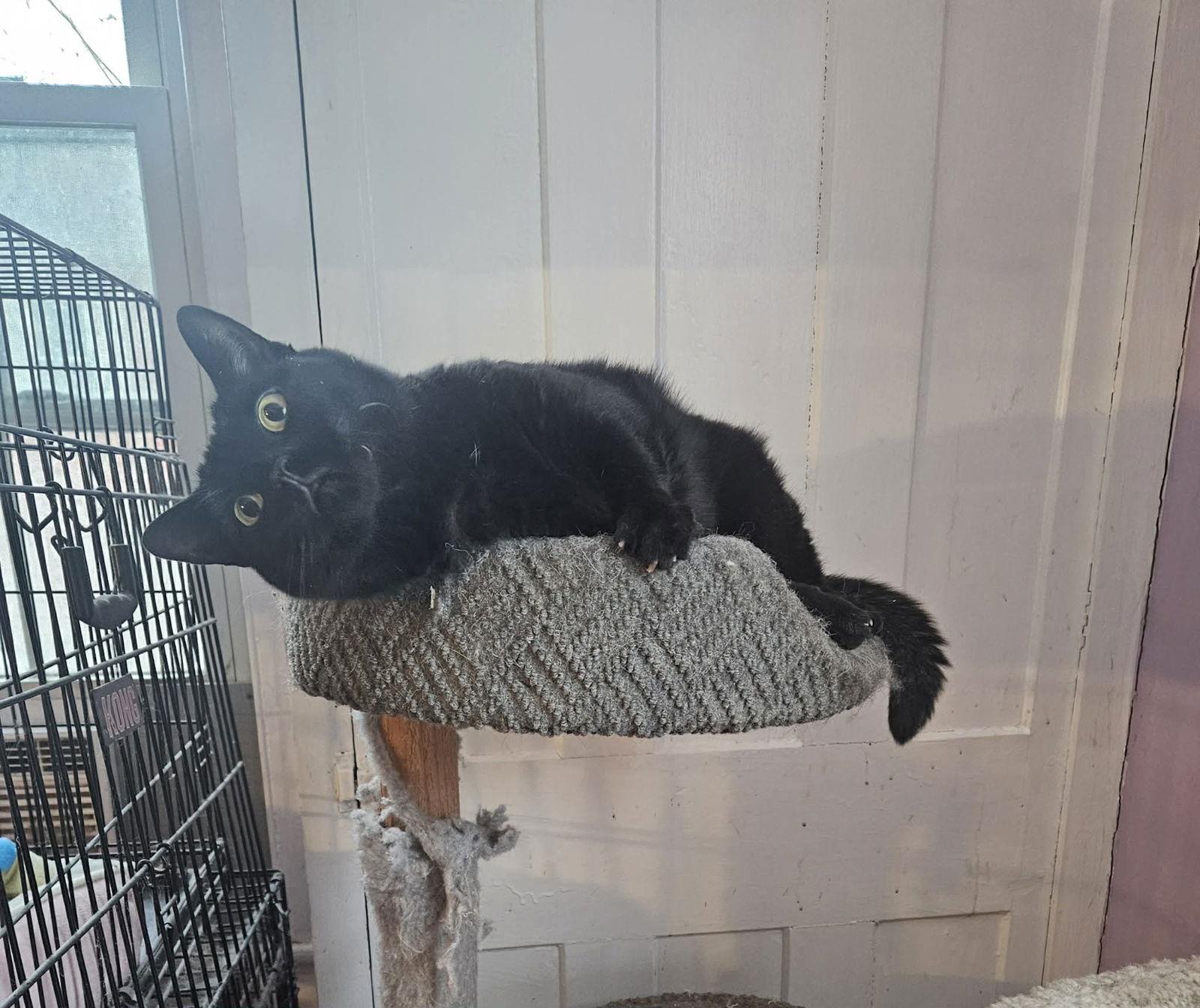 Enlarge Mercedes, a Adoptable Domestic Short Hair in Stewartsville, NJ image 1/3