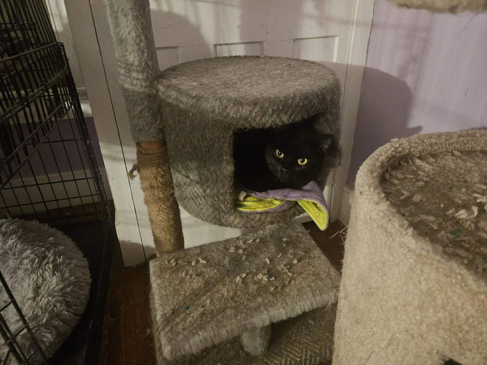 Enlarge Mercedes, a Adoptable Domestic Short Hair in Stewartsville, NJ image 2/3