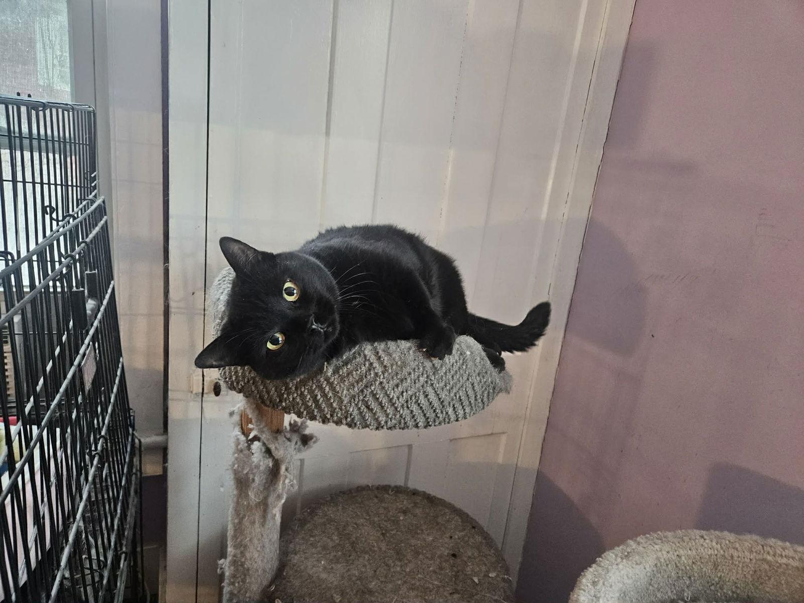 Enlarge Mercedes, a Adoptable Domestic Short Hair in Stewartsville, NJ image 3/3