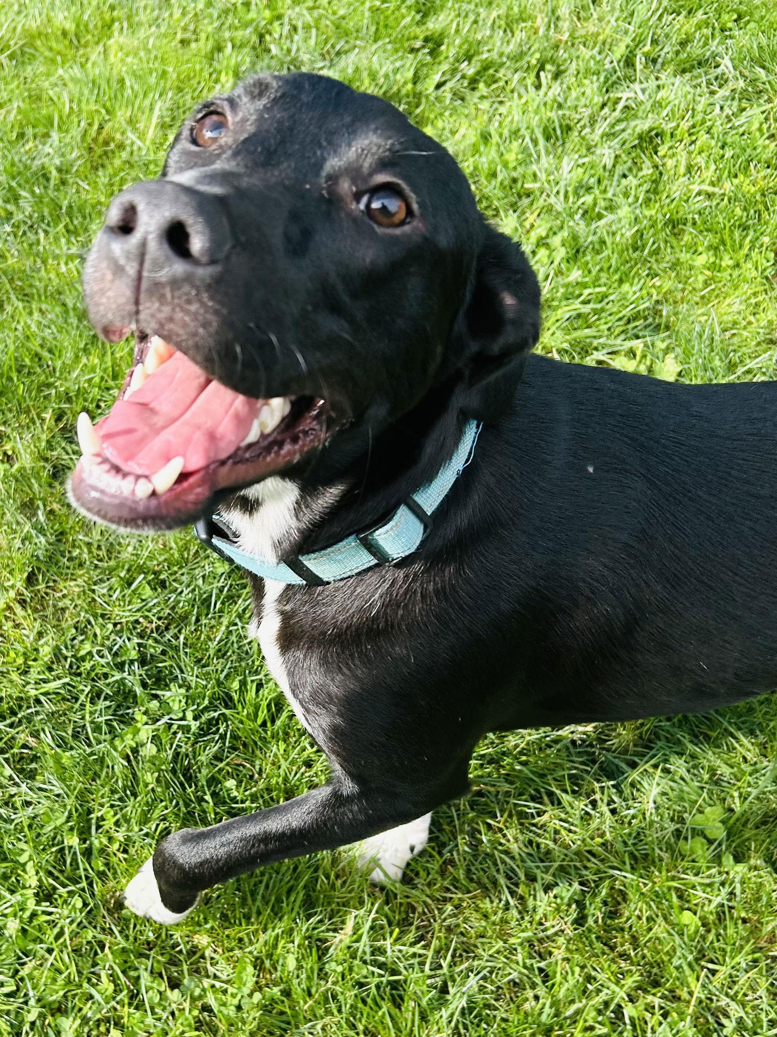 Sammy, Adoptable, Young Male Labrador Retriever.