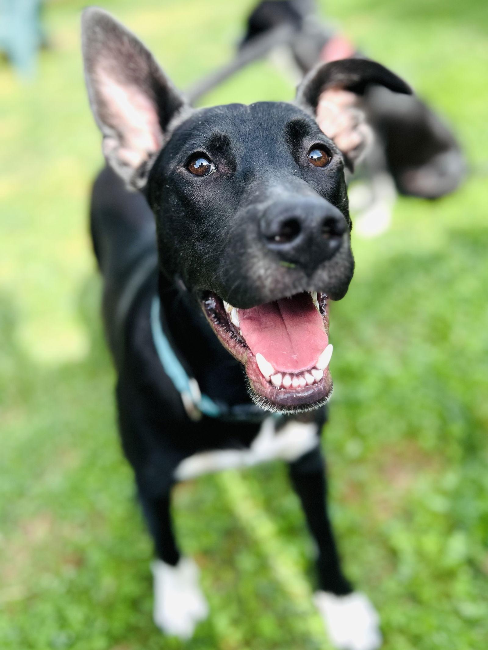 Enlarge Sammy, a Adoptable Labrador Retriever in Elizabethtown, PA image 2/3