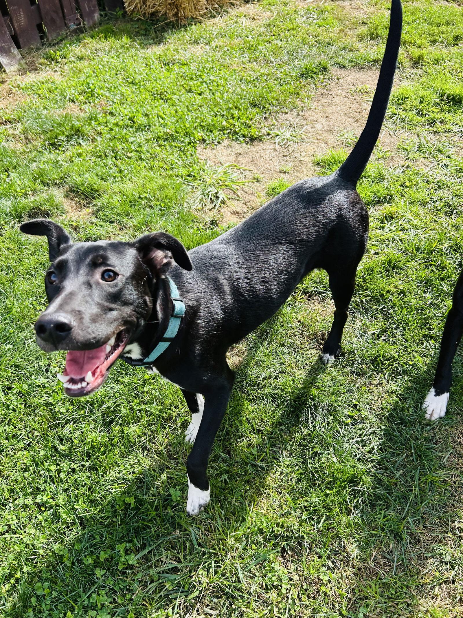 Enlarge Sammy, a Adoptable Labrador Retriever in Elizabethtown, PA image 3/3