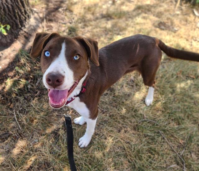 Enlarge LADY QUEEN, a Adoptable mixed breed in Minneapolis, MN image 1/1