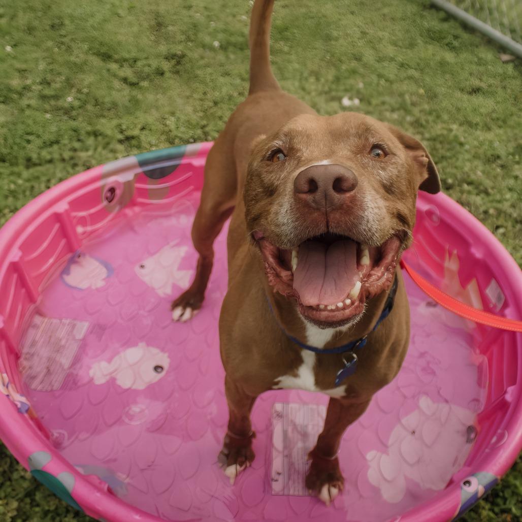 Bori, Adoptable, Senior Male Pit Bull Terrier.