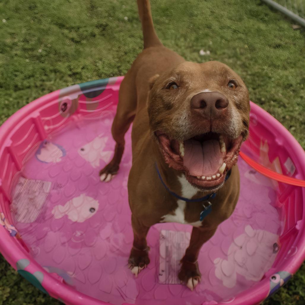 Enlarge Bori, a Adoptable Pit Bull Terrier in Milan, IL image 2/6