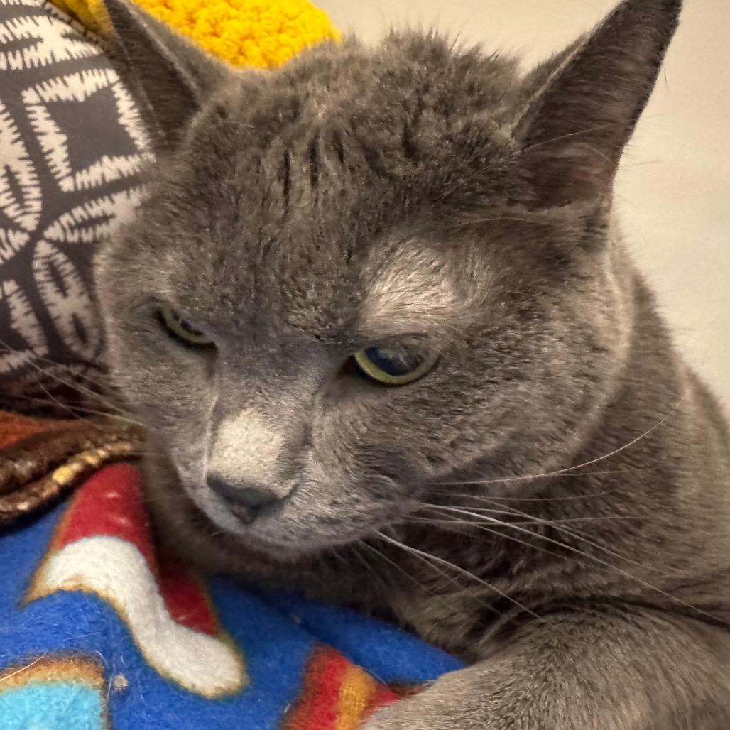 Enlarge Mia, a Adoptable Domestic Short Hair in Peoria, IL image 1/1