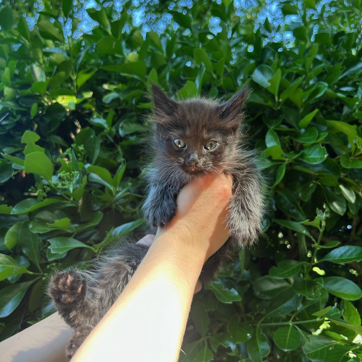Enlarge Espresso Martini, a ADOPTABLE Domestic Short Hair in Fairfax Station, VA image 1/1