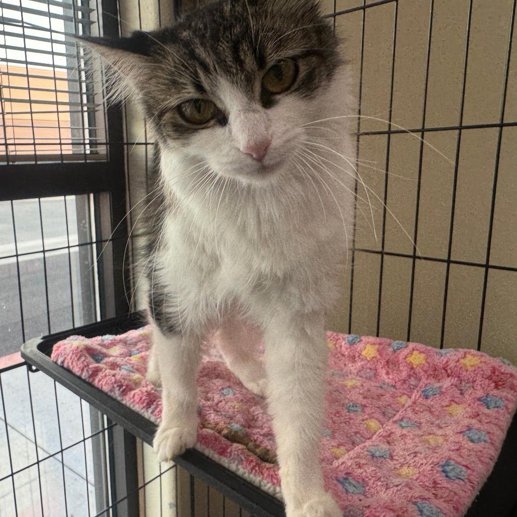 Enlarge Trixie, a Adoptable Domestic Medium Hair in Lexington, KY image 1/1