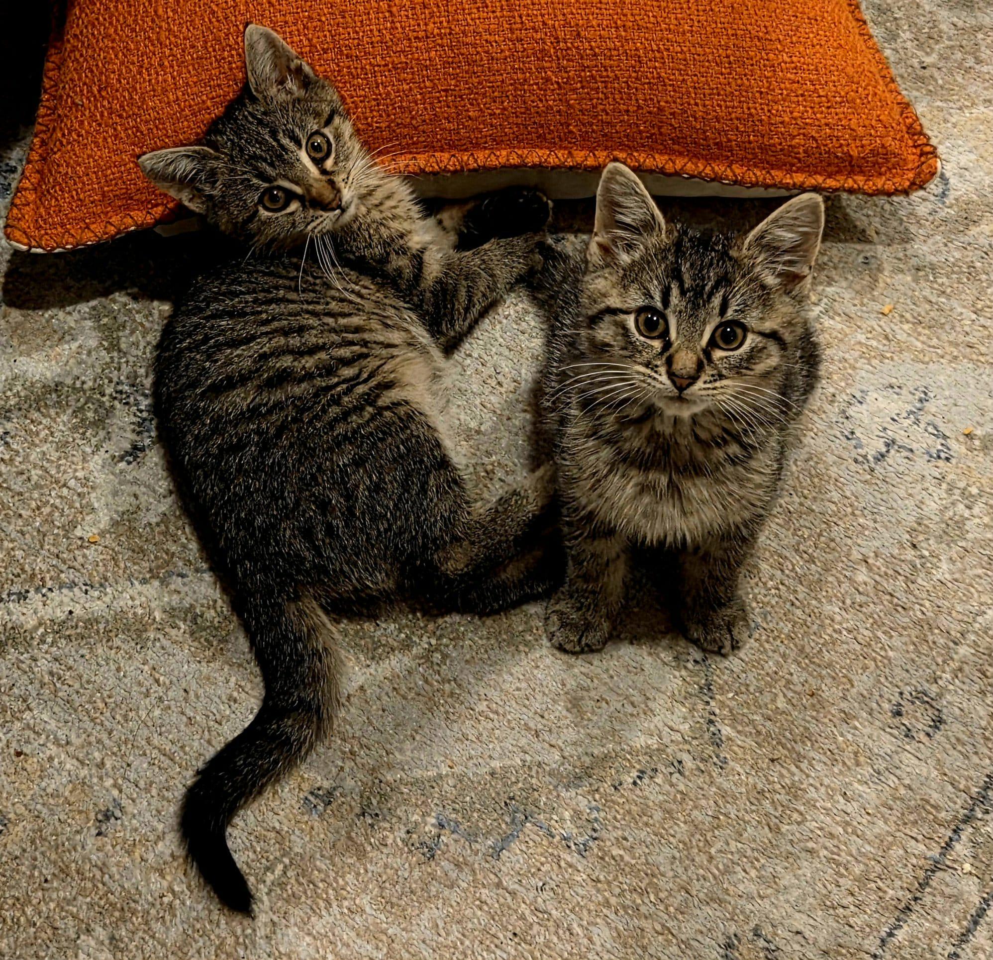 Enlarge Bart, a Adoptable Domestic Short Hair in Wading River, NY image 1/5